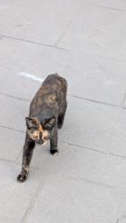 Found/Stray Unknown Cat last seen Near ave, 140 street, Surrey, BC 