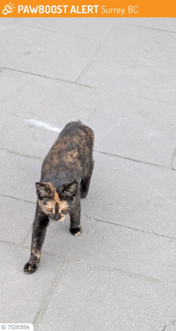 Found/Stray Unknown Cat last seen Near ave, 140 street, Surrey, BC 