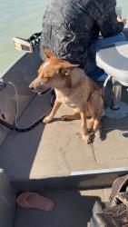 Reunited Male Dog last seen Iron horse road, Laramie County, WY 82054