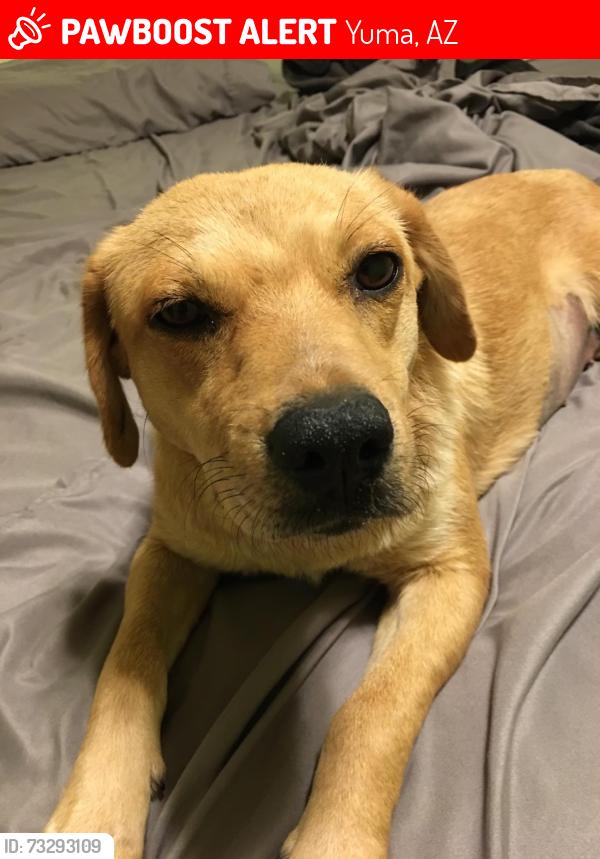 Lost Female Dog last seen Riverside yuma az, Yuma, AZ 85364