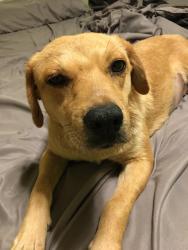 Lost Female Dog last seen Riverside yuma az, Yuma, AZ 85364