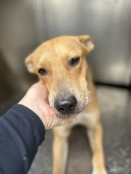 Shelter Stray Male Dog last seen Near ROSS AVE, North District,, 355 Hillshire Dr, Haslet, TX 76052, USA