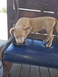 Found/Stray Male Dog last seen Chapperal, Killeen, TX 76542