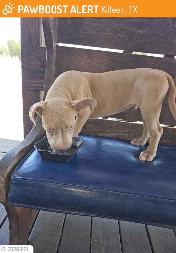 Found/Stray Male Dog last seen Chapperal, Killeen, TX 76542