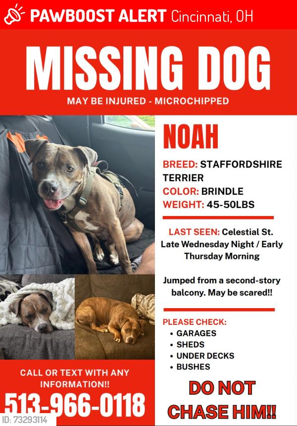 Lost Male Dog last seen Eden park, Cincinnati, OH 45202