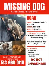 Lost Male Dog last seen Eden park, Cincinnati, OH 45202
