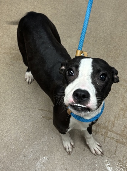 Shelter Stray Female Dog last seen Near Phillips Rd, 30058, GA, 3280 Chamblee Dunwoody Rd, Chamblee, GA 30341, USA
