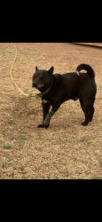 Reunited Male Dog last seen Dunkin donuts, baskin Robbins 50th street, Lubbock, TX 79414