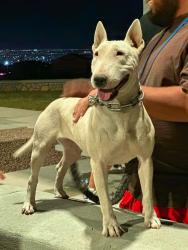 Lost Female Dog last seen Stern Dr, Vado, NM 88072