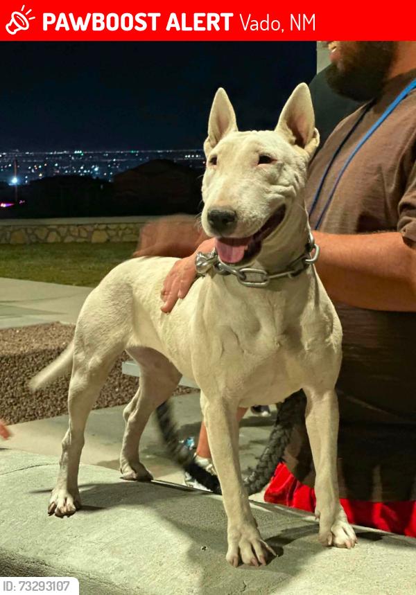 Lost Female Dog last seen Stern Dr, Vado, NM 88072