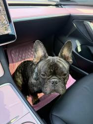 Reunited Male Dog last seen Scott Street, Houston, TX 77051