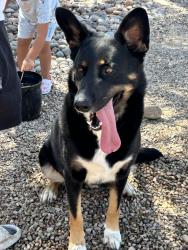 Lost Female Dog last seen Drexel and Oaktree, Tucson, AZ 85746