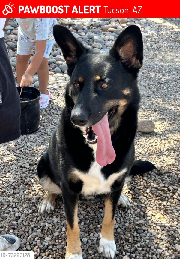 Lost Female Dog last seen Drexel and Oaktree, Tucson, AZ 85746