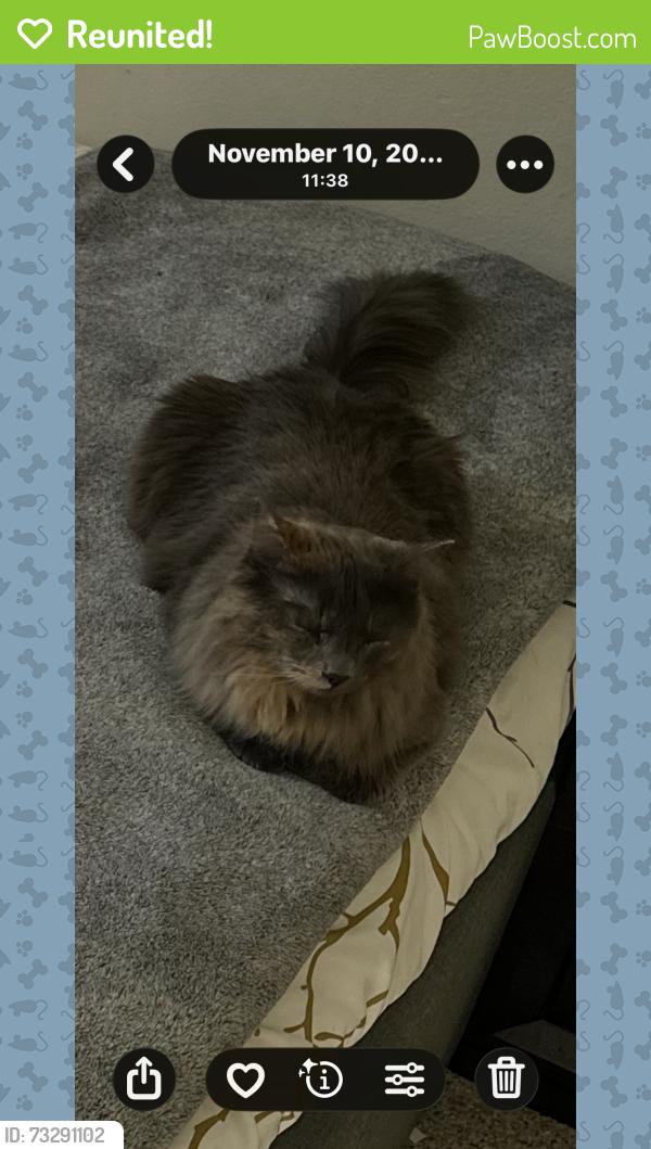 Reunited Female Cat last seen 30th st e and ave R in Palmdale, Palmdale, CA 93550