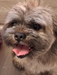 Reunited Female Dog last seen Puritan and hubble, Detroit, MI 48227