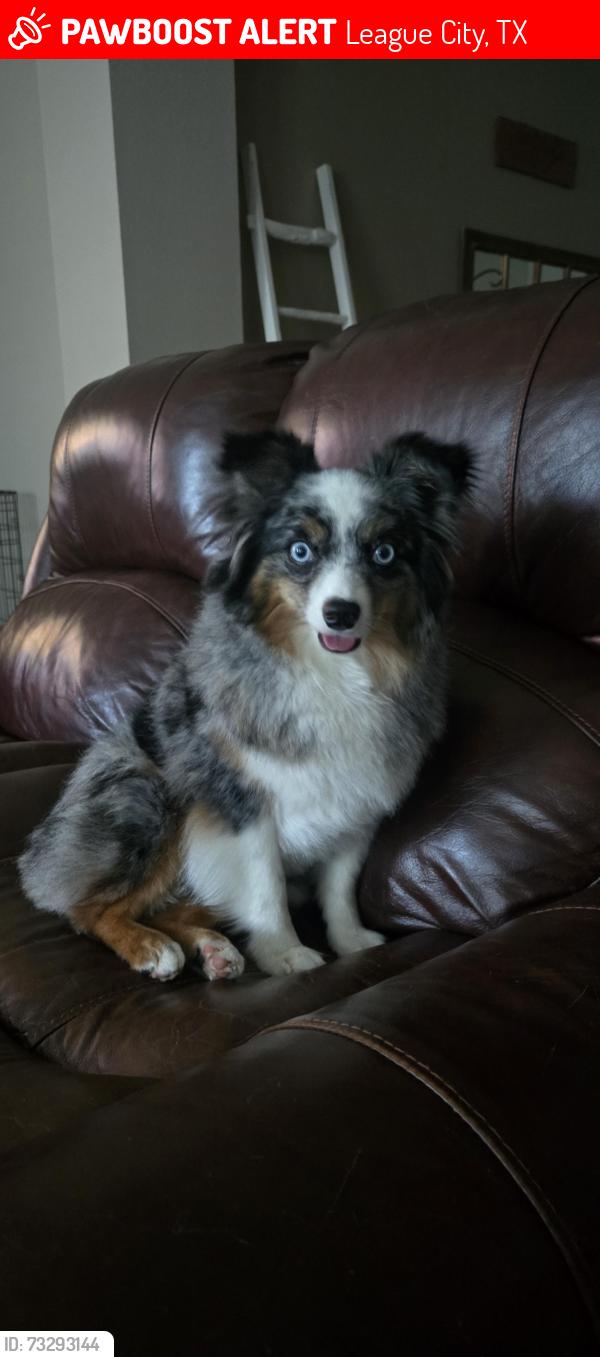 Lost Female Dog last seen Brittany Lakes Neighborhood and Sedona Neighborhood, League City, TX 77573