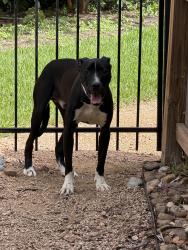 Found/Stray Male Dog last seen Wilcrest and Richmond, Houston, TX 77411