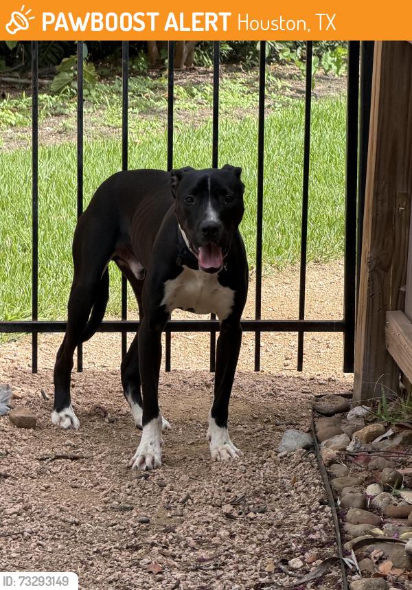 Found/Stray Male Dog last seen Wilcrest and Richmond, Houston, TX 77411