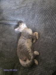 Lost Male Cat last seen Baldwin prairie rd and Wayne st, Union, MI 49130