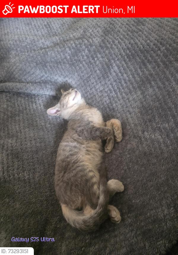 Lost Male Cat last seen Baldwin prairie rd and Wayne st, Union, MI 49130