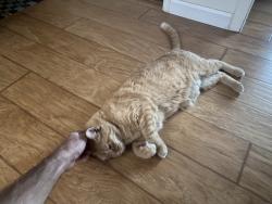 Found/Stray Male Cat last seen Auburn Boulevard, Carmichael, CA 95841