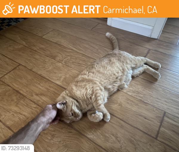 Found/Stray Male Cat last seen Auburn Boulevard, Carmichael, CA 95841