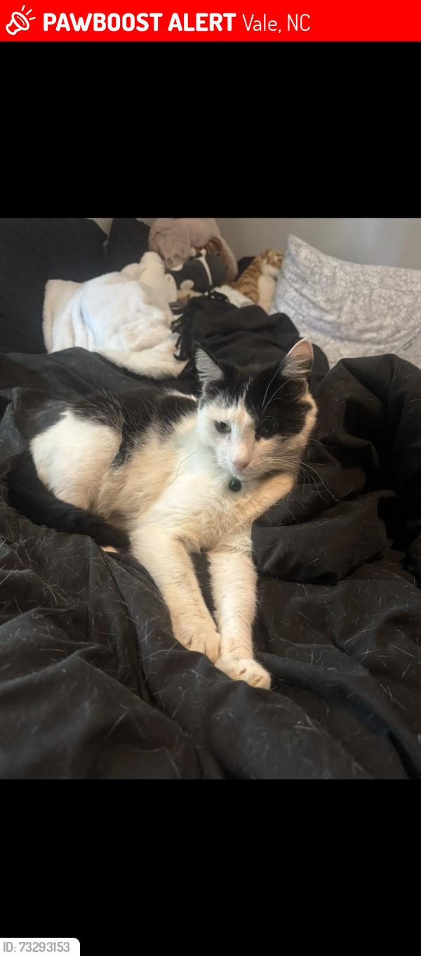 Lost Male Cat last seen Cooksville Grill, W NC-10, Wellman Rd, Old Shelby Rd, Vale, NC 28168