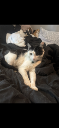 Lost Male Cat last seen Cooksville Grill, W NC-10, Wellman Rd, Old Shelby Rd, Vale, NC 28168
