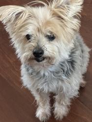 Reunited Female Dog last seen Risinger/ summercreek, Fort Worth, TX 76123