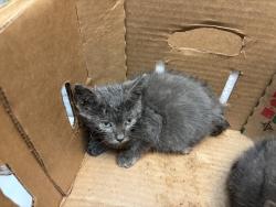 Shelter Stray Male Cat last seen 96th Street, NEW YORK, NY, 10128, 326 E 110th St, New York, NY 10029, USA