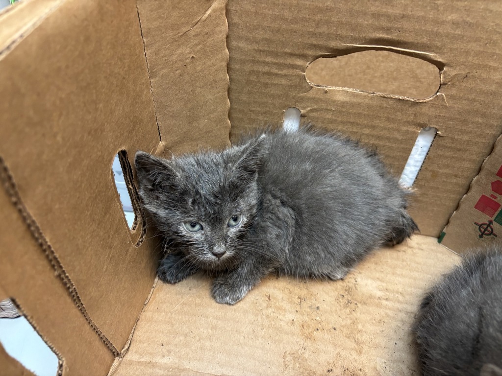 Shelter Stray Male Cat last seen 96th Street, NEW YORK, NY, 10128, 326 E 110th St, New York, NY 10029, USA