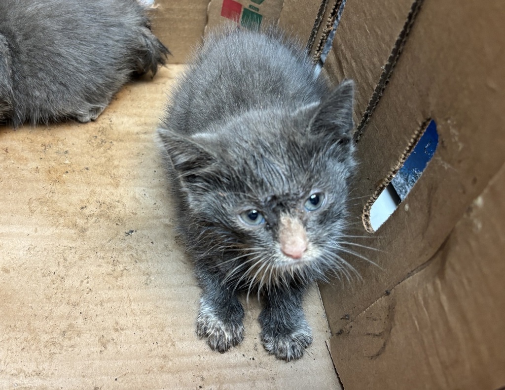 Shelter Stray Male Cat last seen 96th Street, NEW YORK, NY, 10128, 326 E 110th St, New York, NY 10029, USA