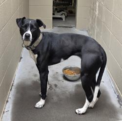 Shelter Stray Female Dog last seen 13th, PORTLAND, OR, 97205, 1700 W Historic Columbia River Hwy, Troutdale, OR 97060, USA