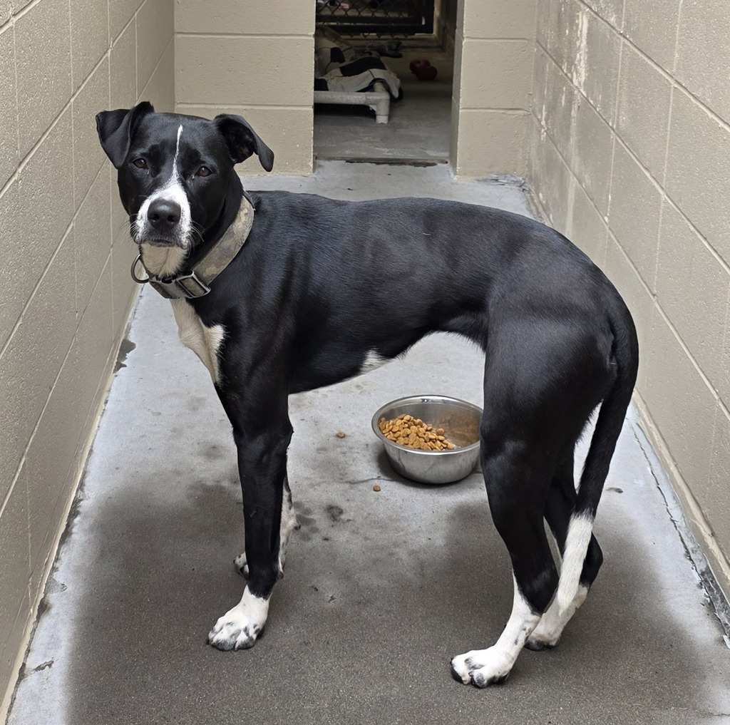 Shelter Stray Female Dog last seen 13th, PORTLAND, OR, 97205, 1700 W Historic Columbia River Hwy, Troutdale, OR 97060, USA