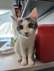 Shelter Stray Female Cat last seen Near W 400 S, SALT LAKE CITY, UT, 84104, 511 W 3900 S, Salt Lake City, UT 84123, USA