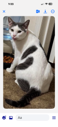 Lost Female Cat last seen Shannon hill road area, Louisa, VA 23093