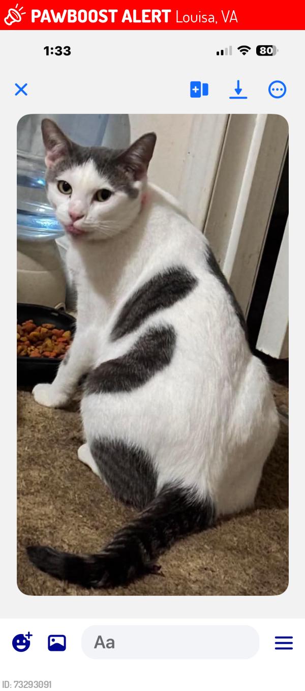 Lost Female Cat last seen Shannon hill road area, Louisa, VA 23093