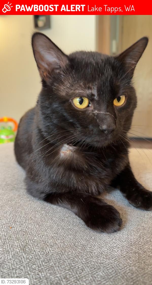 Lost Male Cat last seen Near 198th Ave e, Lake Tapps, WA 98391