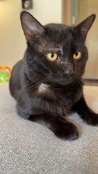 Lost Male Cat last seen Near 198th Ave e, Lake Tapps, WA 98391