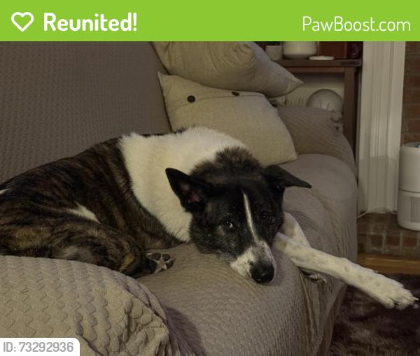 Reunited Male Dog last seen Lake Asbury Drive and Haynes Court, Green Cove Springs, FL 32043