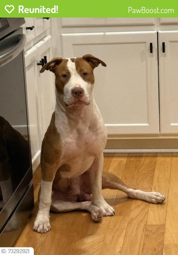 Reunited Male Dog last seen Lake Asbury Drive & Haynes Court, Green Cove Springs, FL 32043