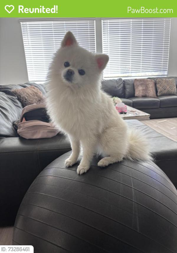 Reunited Male Dog last seen Monroe Dr, Sacramento, CA 95829