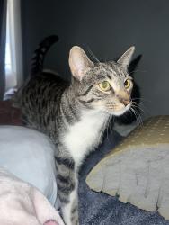 Reunited Male Cat last seen Alma and Verona, Los Angeles, CA 90023