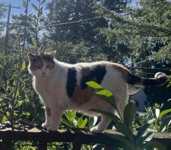 Lost Female Cat last seen Fairlawn Drive and Grizzly Peak Blvd., Berkeley, CA 94708