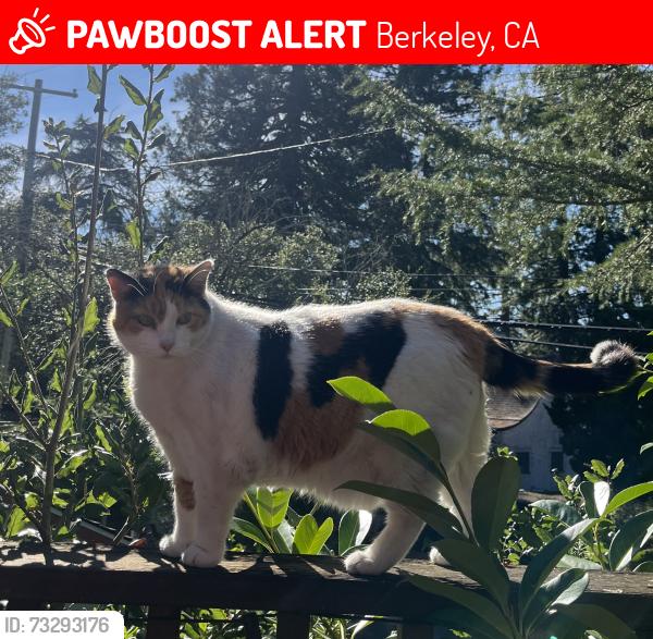 Lost Female Cat last seen Fairlawn Drive and Grizzly Peak Blvd., Berkeley, CA 94708