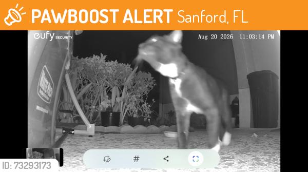 Found/Stray Male Cat last seen Near Gliding Pl, Sanford, FL 32773