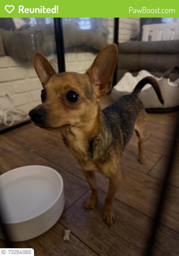 Reunited Male Dog last seen Venice Blvd/La Brea Ave, Los Angeles, CA 90019