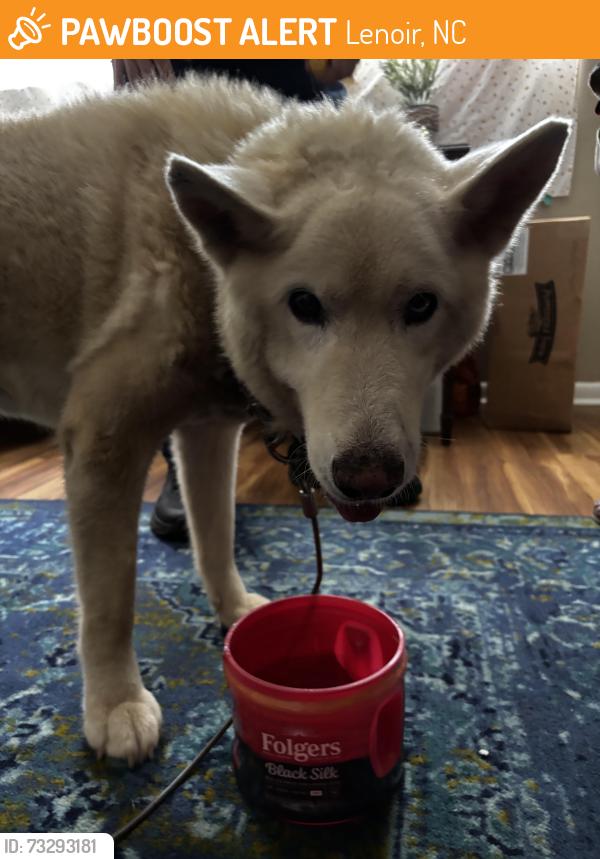Found/Stray Female Dog last seen Near North main st. Lenoir, NC, Lenoir, NC 28645