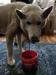 Found/Stray Female Dog last seen Near North main st. Lenoir, NC, Lenoir, NC 28645