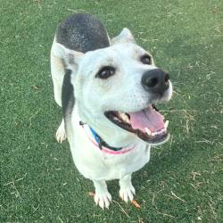 Shelter Stray Female Dog last seen , 2350 Appling City Cove, Memphis, TN 38133, USA